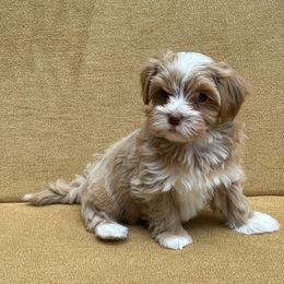 Havanese Puppies from Littlepage's Havanese