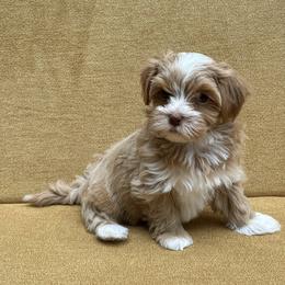 Havanese Puppies from Littlepage's Havanese