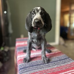 Girl 3 - female Bluetick Coonhound puppy in Ocklawaha, Florida from Lone River Blueticks