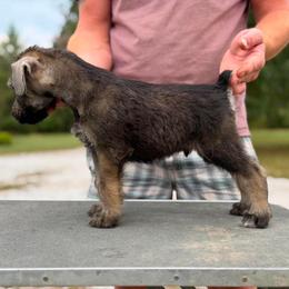 PS Boy 2 - Pepper and salt male Giant Schnauzer puppy in Bois D’arc, Missouri from Down Low Kennels