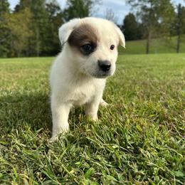 Kodiak - Red mottled male Australian Cattle Dog puppy in Olive Hill, Kentucky from Tompkins Farm