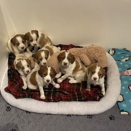 Brittany Puppies from Beaupre Gun Dogs
