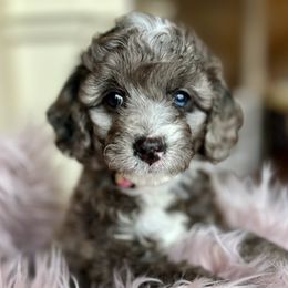 Goldendoodle Puppies from Loving Doodles