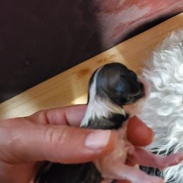 Shihpoo Puppies from Perfect Companion Puppies