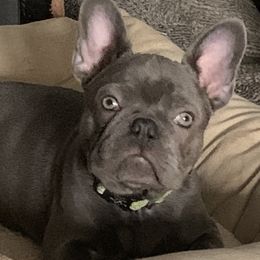 Mr Hank - French Bulldog