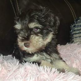 Mira - Liver female Miniature Schnauzer puppy in Graham, Washington from Kristy's French Bulldogs & Mini Schnauzers