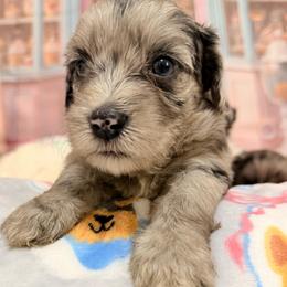 Willow - Blue merle female Aussiedoodle puppy in Dickerson, Maryland from Pawsome Aussie Doodles and Oodles