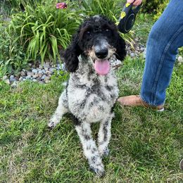 Guardian needed for Firework, near Des Moines only - Black female Labradoodle puppy in Johnston, Iowa from Trinity Labradoodles