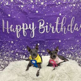 American Hairless Terrier All Grown Up from Strider’s American Hairless Terriers