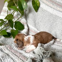 Boy 2 - Dapple male Dachshund puppy in Colville, Washington from G&B Iron Mountain Dachshunds