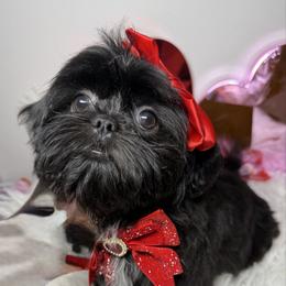 Pepper - Black and white female Shih Tzu puppy in Coolidge, Arizona from Shih Tzu’s  ‘N’ Love