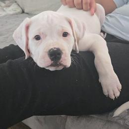 Nash - White male American Bulldog puppy in Abita Springs, Louisiana from Slumski's Bulldogs