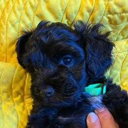 Mr Lime- green - Black male Schnoodle puppy in Colorado Springs, Colorado from Spice Mountain Puppies