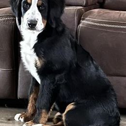 Bernese Mountain Dogs from White Birch Bernese
