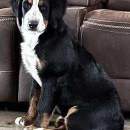 Bernese Mountain Dogs from White Birch Bernese