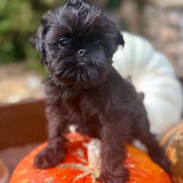 Colby - Black male Brussels Griffon puppy in Brooks, Georgia from Brooks Berner Bears & Brussels Griffons