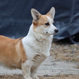 Katie - Pembroke Welsh Corgi