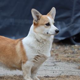 Katie - Pembroke Welsh Corgi