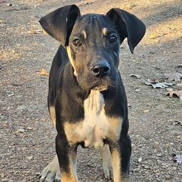 Pontiac - Black female Great Dane puppy in Biscoe, North Carolina from Clouser's Bodacious Danes