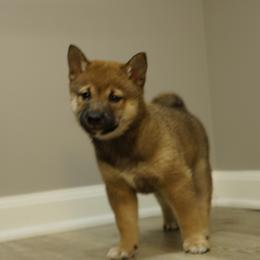 Shiba Inu Puppies from Veronika's Shiba Inus