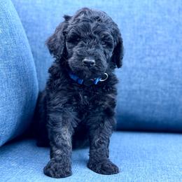 Buck - Phantom male Goldendoodle puppy in Rainier, Oregon from Beaver Springs Puppies