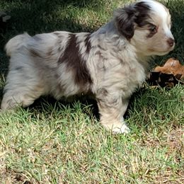 Miniature Australian Shepherd and Toy Australian Shepherd Puppies from C&K Rocky Hill Aussies