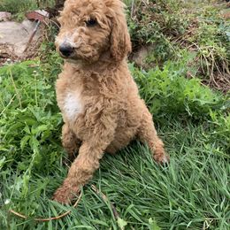 Poodle Puppies from Rocky Mountain Poodles