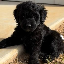Jasper - Black phantom male Aussiedoodle puppy in Tolar, Texas from Massey Ranch