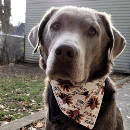 Dilute Retrievers and Labrador Retrievers from Burt Hill labs
