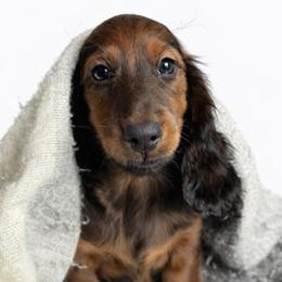 Percy - Red male Dachshund puppy in Clever, Missouri from Autumn Breeze Dachshunds
