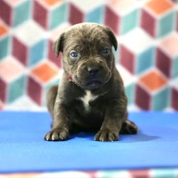 Hot Pink - Gray female Cane Corso puppy in Lusby, Maryland from Coastal View Kennels