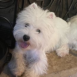 Toccoa - West Highland White Terrier