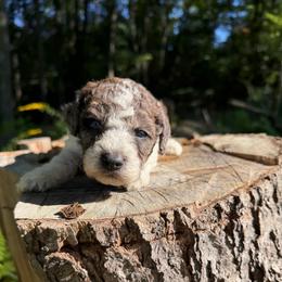 BoJangle - Parti male Goldendoodle puppy in Cherry Tree, Pennsylvania from Plum Creek Acres Next Generation