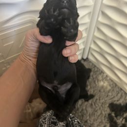 Pumpernickel - Black male Goldendoodle puppy in Point, Texas from Tiny Paws Goldendoodles