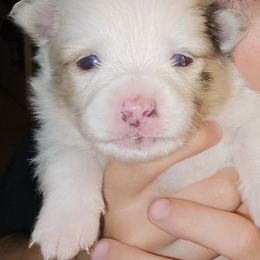 Pomeranian Puppies from Moon Howlers Pomeranians