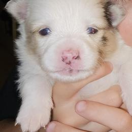 Pomeranian Puppies from Moon Howlers Pomeranians