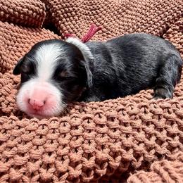 Miss Berry - Tri-color female Bernedoodle puppy in Hegins, Pennsylvania from Bubbling Springs Doodles, LLC