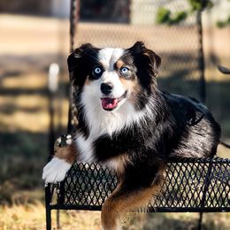 Mesa - Miniature Australian Shepherd