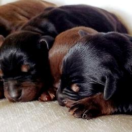 Doberman Pinscher Puppies from Double Take Doberman Kennels