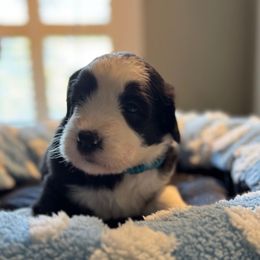 Blue boy - Black and white male Sheepadoodle puppy in Riverside, California from Downtown Doodles & Frenchies