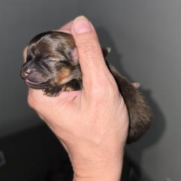 Girl 1 - Orange sable female Pomeranian puppy in Ontario, Oregon from S'more Pomeranians