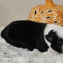 Miniature Australian Shepherd Puppies from MyLittleAussies at Mountain View Farm
