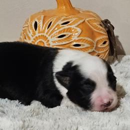 Miniature Australian Shepherd Puppies from MyLittleAussies at Mountain View Farm