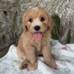 ADELAIDE - female Australian Mountain Doodle puppy in Bristow, Oklahoma from 10-Acre Woods Cockapoos