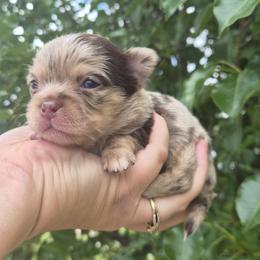 Vermeer - Merle male Chihuahua puppy in Silver Summit, Utah from Snow Peak Kennel