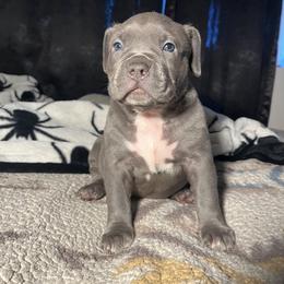 American Bully Puppies from M&M XL Bully Kennel