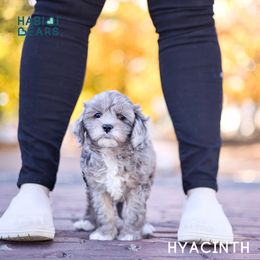 Cavapoo, Cavapoochon, and Companion Cross Puppies from Habibi Bears