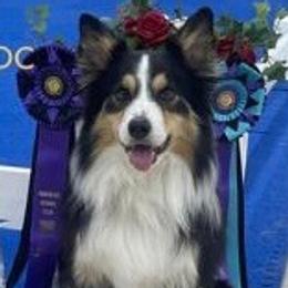 Border Collies from Wagner