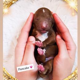 Pancake - Red  female Goldendoodle puppy in Kissimmee, Florida from Poodle Doodle Kennels