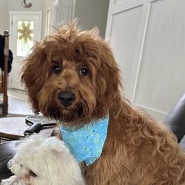 Yoshi - Goldendoodle